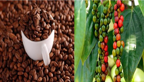 Giá cà phê, giá tiêu ngày 10/7/2024: Giá cà phê tiếp tục tăng sát mốc 126.000 đồng/kg (146)