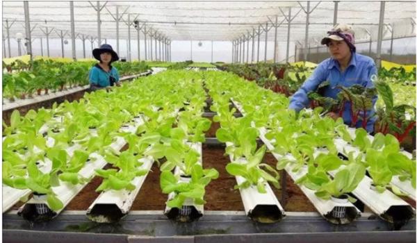 Nông nghiệp tuần hoàn: Hướng đi tất yếu để phát triển bền vững (162)