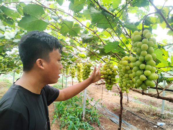 Nho mẫu đơn  “mật ngọt” tiềm năng phát triển nông nghiệp sinh thái Đắk Lắk (148)