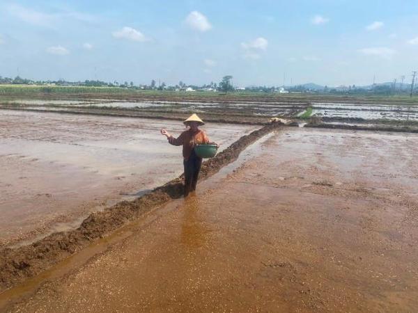 Buôn Ma Thuột: Mưa muộn ảnh hưởng đến sản xuất lúa vụ hè thu 2024 (157)