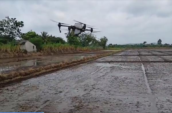 Trại lúa giống Hòa Xuân: Áp dụng máy bay không người lái trong canh tác lúa nước vụ Hè Thu 2024