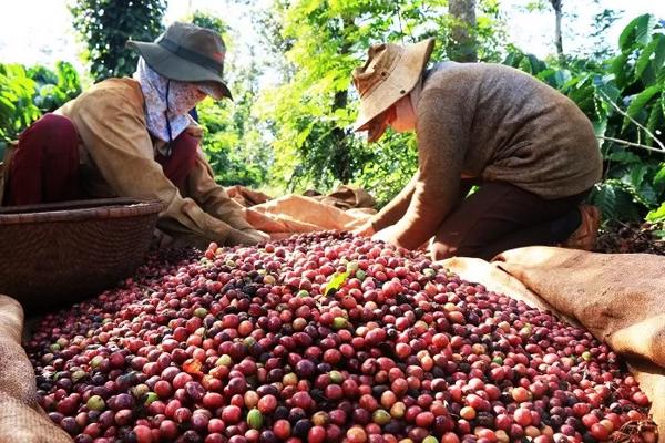 Giá cà phê, giá tiêu ngày 15/8/2024: Giá cà phê trong nước giảm mạnh (197)