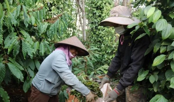 Giá cà phê, giá tiêu ngày 26/8/2024: Giá cà phê trong nước duy trì đà tăng (211)