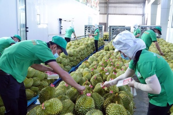 Cơ hội và giải pháp kết nối sản xuất giao thương xuất khẩu nông sản ở Tây Nguyên (229)