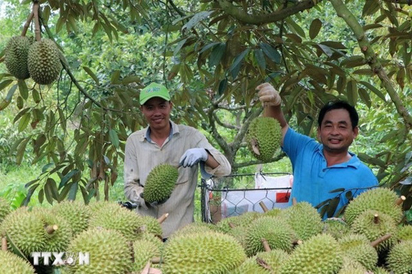 Sầu riêng Đông Nam Á đắt hàng tại thị trường Trung Quốc