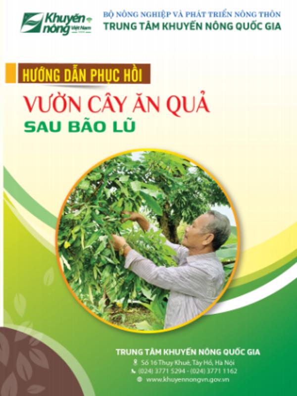 Hướng dẫn phục hồi vườn cây ăn quả sau bão lũ (239)