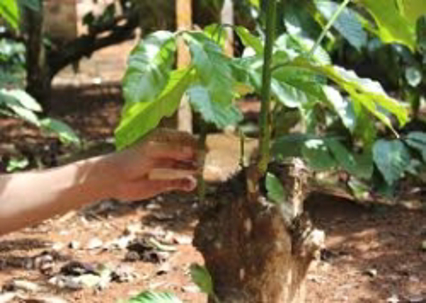 Kết quả thử nghiệm  phục hồi vườn cà phê tái canh, sinh trưởng, phát triển kém bằng chế phẩm hữu cơ sinh học N – H Thanh Hà