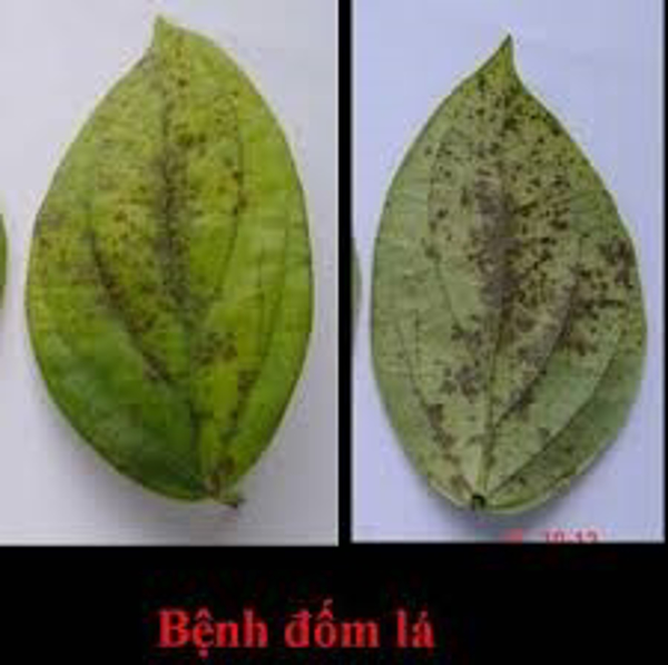 cau hoi ve benh tieu 