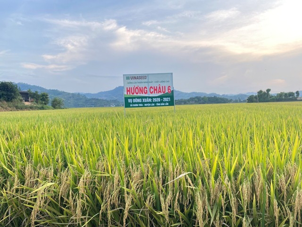 Nông dân Huyện Lắk hân hoan chào đón giống lúa mới “Hương Châu 6” về với địa phương