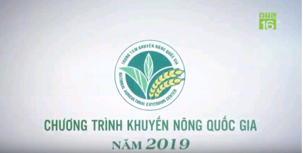 Bệnh khảm lá sắn