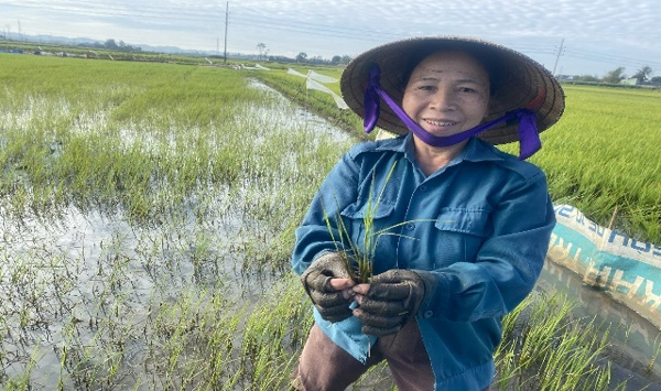 Đắk Lắk: Cẩn trọng hơn với đối tượng bọ trĩ gây hại trên lúa vụ Đông Xuân 2022-2023