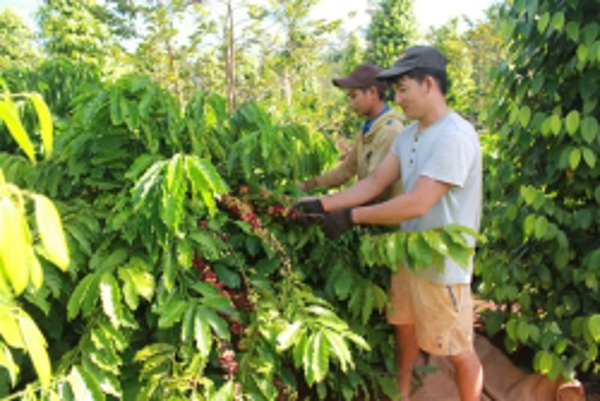 Tái canh cà phê những vấn đề đặt ra