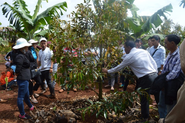 Chuyển giao khoa học kỹ thuật trồng cây sầu riêng tại Đăk Lăk