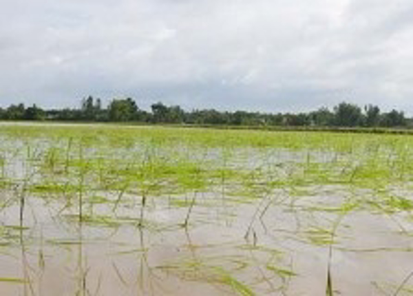 Bạc Liêu: Mưa bão làm ngập úng hơn 1.700 ha lúa Thu Đông