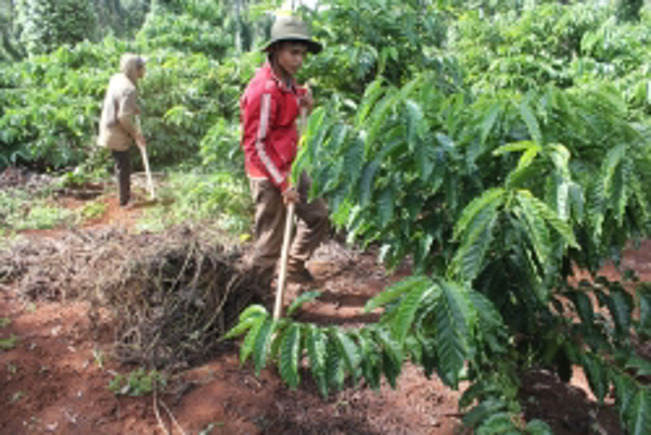 ĐẤT TRỒNG CÀ PHÊ ĐANG CHUA HƠN NHU CẦU CỦA CÂY