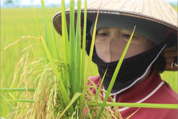 Huyện Krông Ana: Mô hình sản xuất lúa theo hướng hữu cơ năm 2023