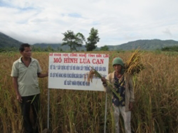 Mô hình lúa cạn bản địa tại huyện Lắk