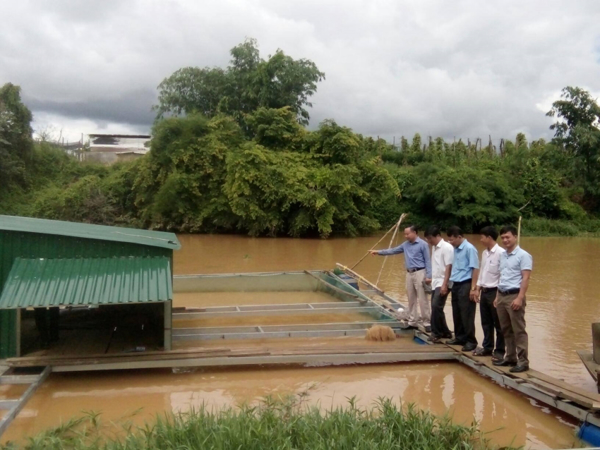 Đoàn công tác Trung tâm khuyến nông Quốc Gia kiểm tra  mô hình nuôi cá thát lát cườm trong lồng bè tại huyện Ea Súp, tỉnh Đăk Lăk.