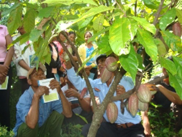 Kết quả triển khai chương trình phát triển ca cao năm 2014 của Khuyến nông Đắk Lắk (Chương trình phát triển ca cao theo Nghị quyết số 40/2011/NQ-HĐND