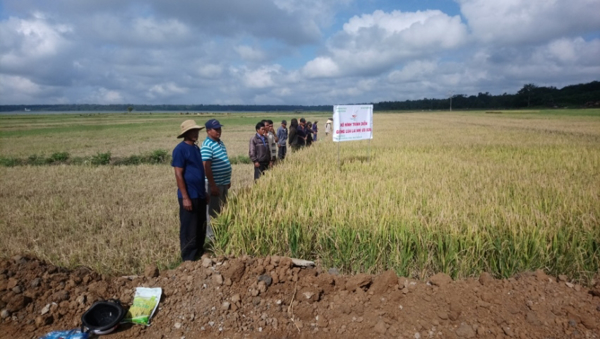 Đắk Lắk: Triển khai mô hình trình diễn giống lúa nhị ưu 838 cho bà con dân tộc thiểu số tại vùng khó khăn