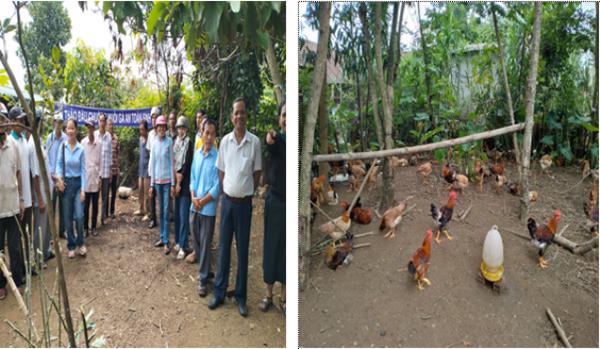 Đắk Lắk: Chăn nuôi gà an toàn sinh học – Hướng phát triển bền vững