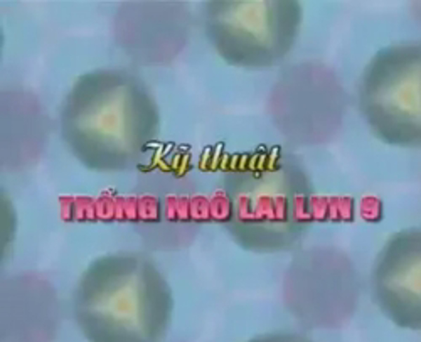 Kỹ thuật trồng ngô lai LVN 9