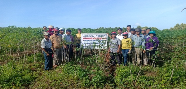 ĐẮK LẮK: MÔ HÌNH TRỒNG SẮN CHO NĂNG SUẤT CAO - HƯỚNG ĐI ĐÚNG