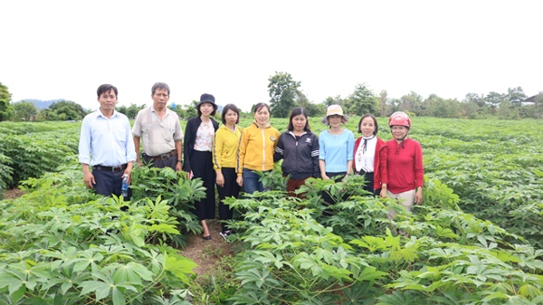 HIỆU QUẢ MÔ HÌNH QUẢN LÝ TỔNG HỢP PHÒNG TRỪ  BỆNH KHẢM LÁ SẮN TẠI HUYỆN BUÔN ĐÔN- ĐẮK LẮK