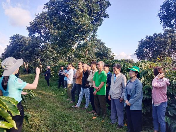Huyện Krông Năng: Tổng kết mô hình thâm canh cà phê hữu cơ thời kỳ kinh doanh từ năm thứ 5 trở lên 