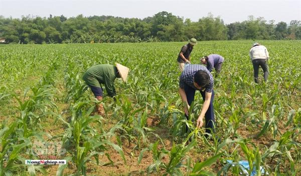 Quy trình ký thuật phòng chống sâu keo mùa thu