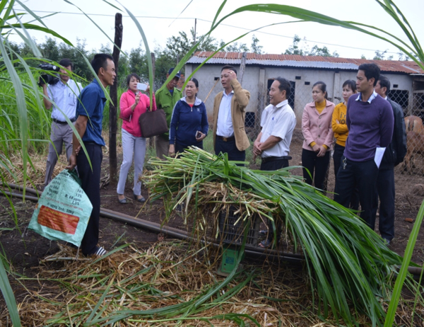 Hội thảo mô hình phát triển đồng cỏ chăn nuôi  tại thành phố Ban Mê Thuột