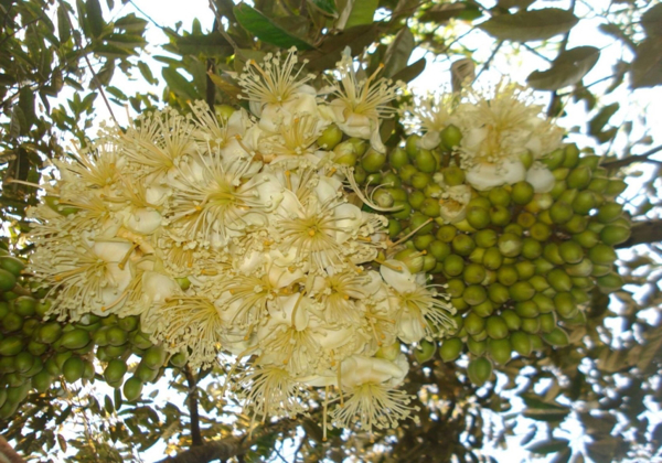 Kỹ thuật xử lý ra hoa cho cây sầu riêng