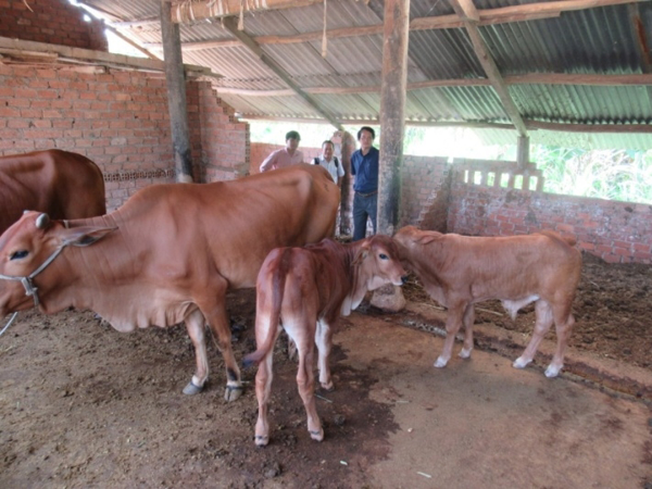 Đắk Lắk: Hiệu quả từ dự án cải tạo chất lượng đàn bò địa phương bằng kỹ thuật thụ tinh nhân tạo