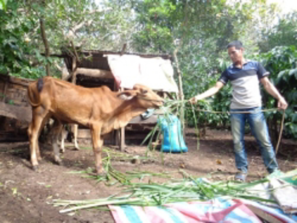 Đắk Lắk: Giúp bà con dân tộc thiểu số phát triển kinh tế   từ mô hình bò cái luân chuyển