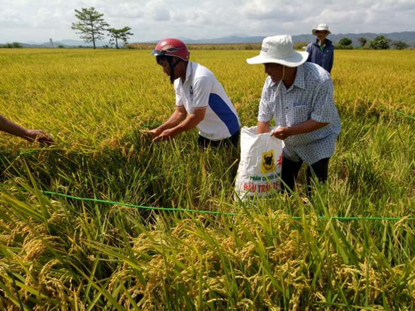 Trình diễn sản xuất giống lúa Nhật J01  trên cánh đồng lúa Bình Hòa huyện Krông Ana