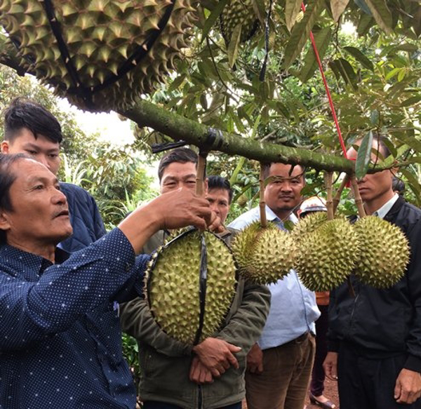 HỘI THẢO MÔ HÌNH SẦU RIÊNG TẠI XÃ PHÚ LỘC