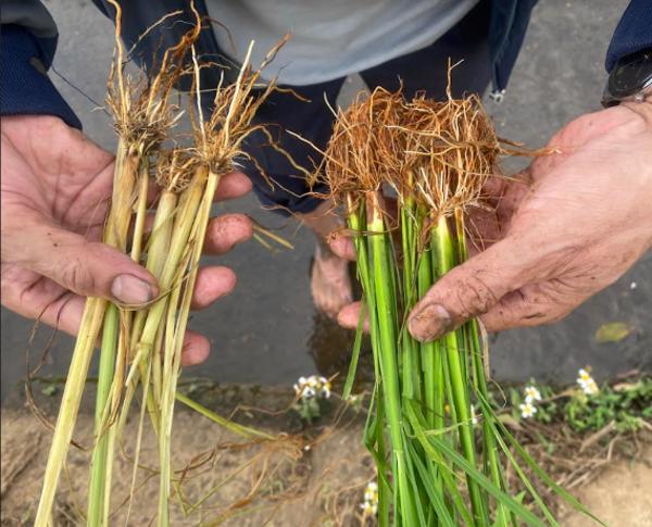 Thành phố Buôn Ma Thuột: Cẩn trọng với hiện tượng cây lúa ngộ độc hữu cơ vụ Đông xuân 2022-2023