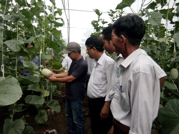 Chàng trai đam mê sản xuất dưa lưới trên đất trong nhà màng  đạt hiệu quả kinh tế cao.