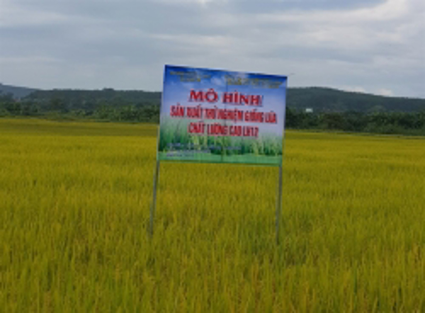 Giống lúa LH12 'ghi điểm' trên cao nguyên  