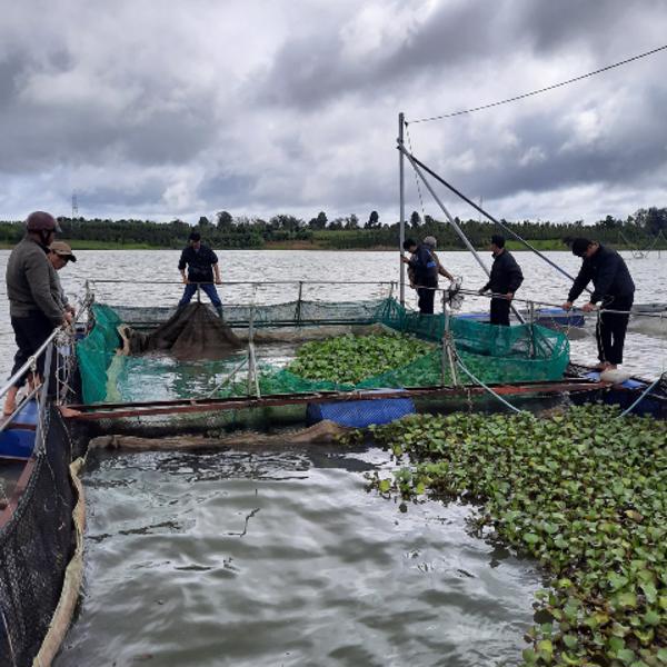 Đắk Lắk: Tổ chức Hội thảo, tổng kết mô hình nuôi cá Lăng Nha trong lồng bè gắn với tiêu thụ sản phẩm năm 2020.