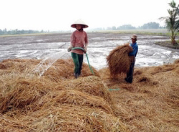 Nâng cao chất lượng hạt lúa