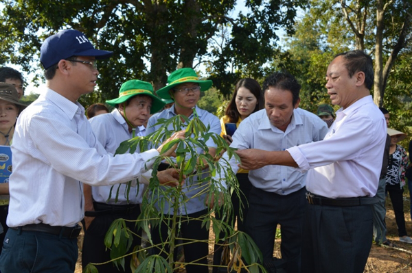 Diễn đàn Khuyến nông @ Nông nghiệp: “Giải pháp phòng chống bệnh khảm lá trên cây sắn (mì)”