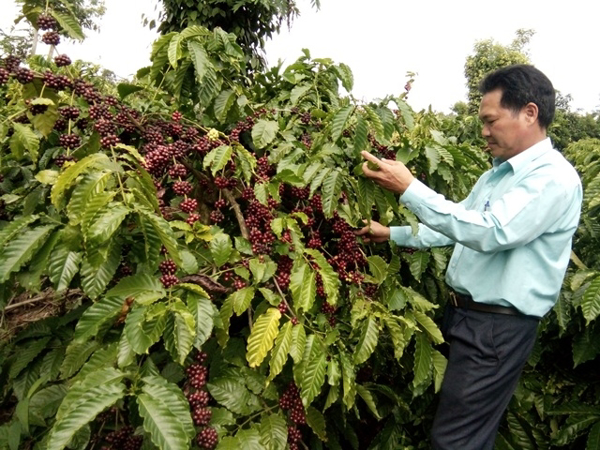 Mô hình sản xuất cà phê bền vững theo chứng nhận (4C, UTZ, Rainforest Alliance…) hiệu quả nhưng chưa phát triển nhân rộng