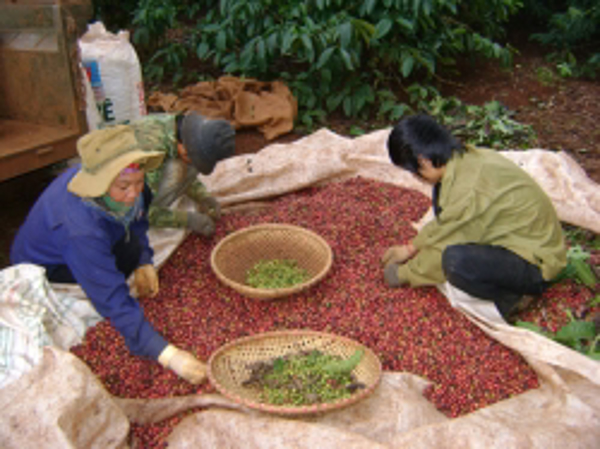 LIÊN KẾT CHUỖI TRONG SẢN XUẤT CÀ PHÊ: VẪN NẶNG TÍNH TỰ PHÁT