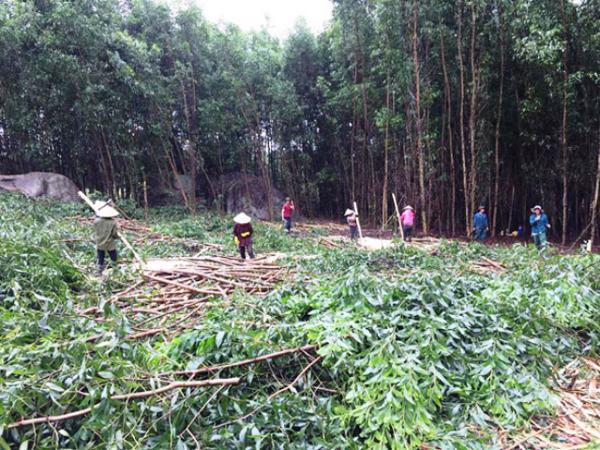 Huyện M’Đrắk: Người dân nâng cao thu nhập nhờ trồng keo