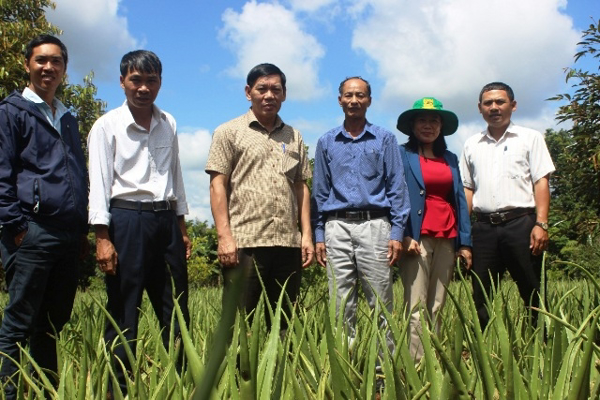 Huyện Krông Ana: Trồng cây Nha đam - Hướng đi mới trong công tác chuyển đổi cơ cấu cây trồng