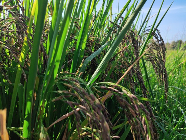 Hiệu quả nhân rộng giống lúa gạo lứt đen thảo dược vụ Đông Xuân 2020 -2021 tại Buôn Ma Thuột