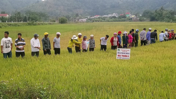 Huyện Lăk: Hội thảo đầu bờ giống lúa Đài Thơm 8