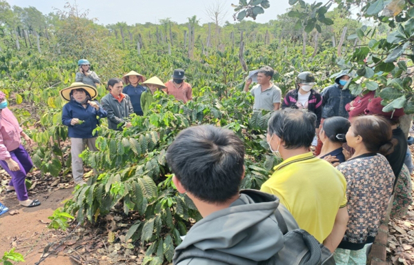 Chương trình “Quản lý sức khỏe cây trồng tổng hợp (IPHM)” trong phát triển cà phê bền vững tại Đắk Lắk