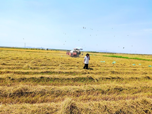 Trở thành “Vua lúa” của Đắk Lắk từ việc liên kết chuỗi giá trị thành công